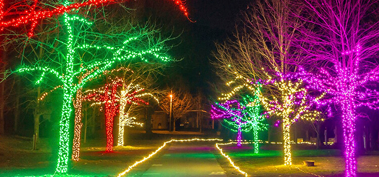 2020 - Joy through the grove